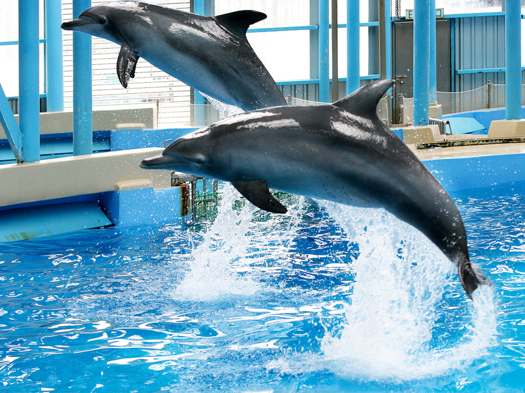 Aquatic Life